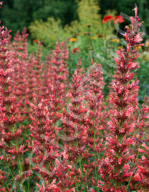 Agastache 'Summer Fiesta'